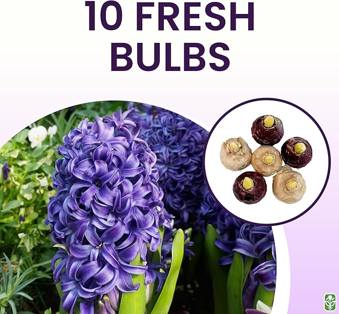 10 Royal Purple Hyacinth Bulbs - Peter Stuyvesant, 16-17 cm, Zones 4-10 (Pre-Chilling Required for Zones 8-10), Stunning Spring Blooms