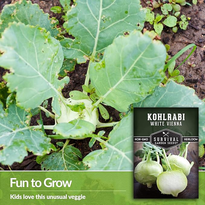 Survival Garden Seeds - White Vienna Kohlrabi Seed for Planting - Packet with Instructions to Plant and Grow Unique Cruciferous Vegetables in Your Home Vegetable Garden - Non-GMO Heirloom Variety