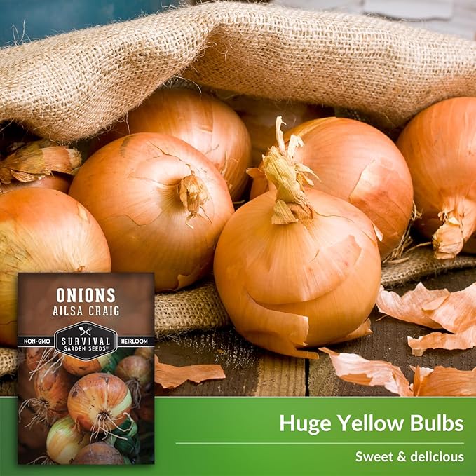 Ailsa Craig Onion Seeds for Planting – Long Day Yellow Sweet Onions with Jumbo Bulbs & Mild Flavor – Heirloom, Non-GMO, Open-Pollinated Variety – Survival Garden Seeds (1 Pack)