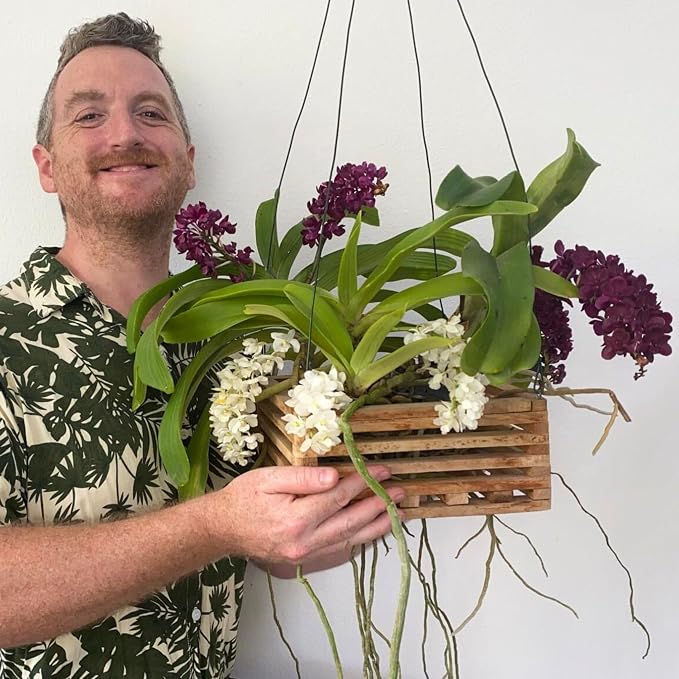 Set of 3 Strong Teak Wood Orchid Baskets for Outdoors with Hangers, 1 is 10 Inches Wide, 1 is 8 Inches, 1 is 6 Inches, for Orchids, Staghorn Ferns, Orchid Gifts