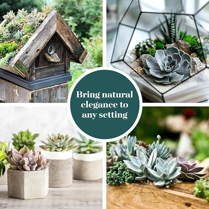 Shop Succulents Wild Rosette Succulent Plant Pack – Live Mini Rosette Succulents, Variety of Colors & Textures, Easy Care Plants – Home Decor, Gifts & Succulent Garden, 2" Pots