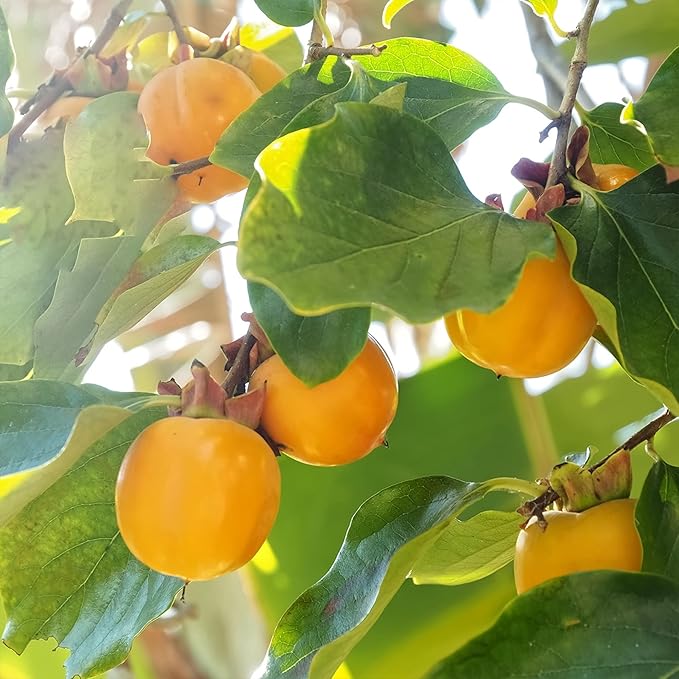 Perfect Plants American Persimmon Tree 1 Gallon | Live Fruit Tree for Gardening | Native Sweet Edible Fruits