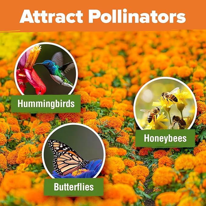 HOME GROWN Crackerjack Marigold Seeds 2.05oz - 15,000 Flower Seeds Planting Outdoor, Large Bulk Pack, High Germination, Companion Planting, Orange (Tagetes erecta)