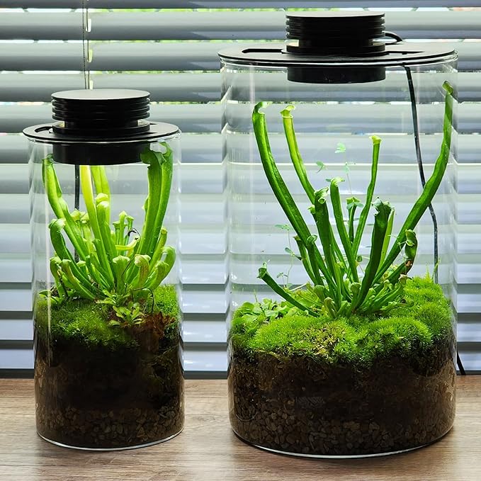 AREPK Glass Terrarium Plant Growing Lamp, for Vases Up to 4 Inches in Diameter, Light with Timer Auto On/Off, Indoor Plant Growth, Succulent, Miniature Gardening Landscape (5W 4IN)
