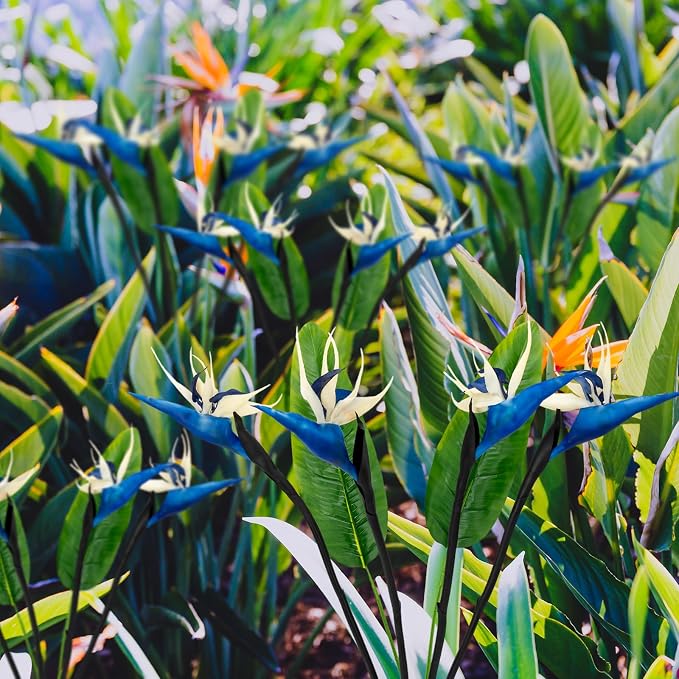Artificial Bird of Paradise Flowers Real Touch 31.5'in Long Stem Flower 4 Pcs, with Bird of Paradise Leaves 33.5'in Long Stem Greenery Plants 2 Pcs,for Home Garden Wedding Party Decor (Blue 6 Stems)