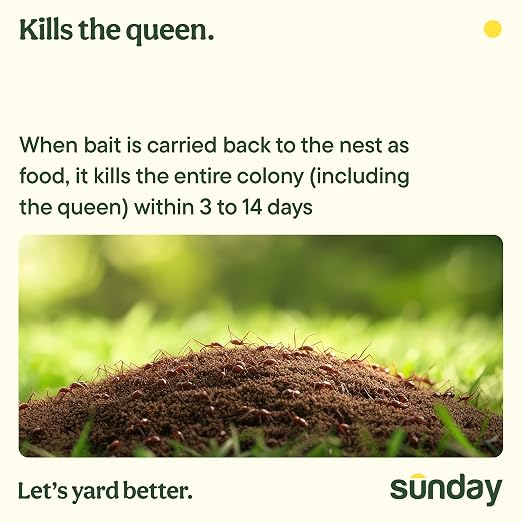 Sunday Fire Ant Fighter, Kills Fire Ants and Harvester Ants, Bio-Based Bait Granules, Colony Control in 24 Hours, Outdoor Use for Yard and Garden, 2-Pack (2 x 1 lb Bags)