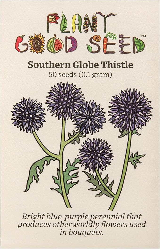 Plant Good Seed Organic Southern Globe Thistle Flower Seeds for Planting: Echinops ritro, Blue Wildflower - 50 Seed Packet