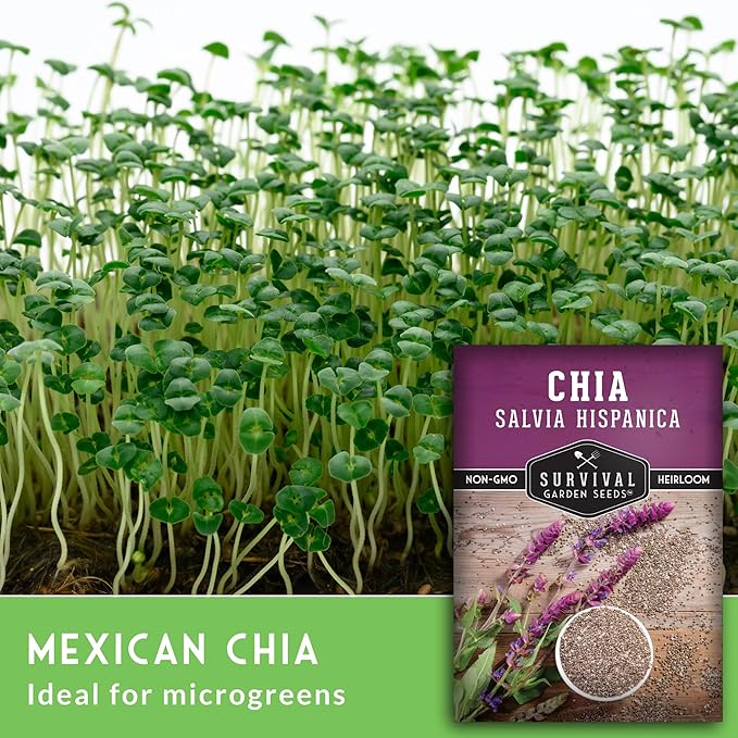 Chia Seeds for Planting – Mexican Salvia Hispanica Herb for Edible Seed Harvest and Ornamental Garden Flowers – Heirloom, Non GMO Variety –Survival Garden Seeds (1 Pack)