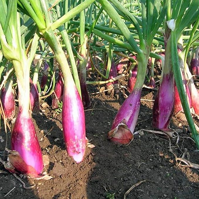 200 Gray French Shallot Seeds | Premium Non-GMO Heirloom Vegetable Seeds Tasty Sweet Fast-Growing French Red Shallot to Plant Home Garden