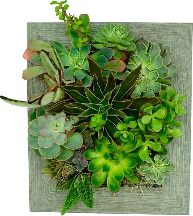 Wall Planter (8x10) - Instant Vertical Succulents Herbs Indoor Garden DIY Picture Cactus Plastic Ready to Hang Pin Plant Display Water