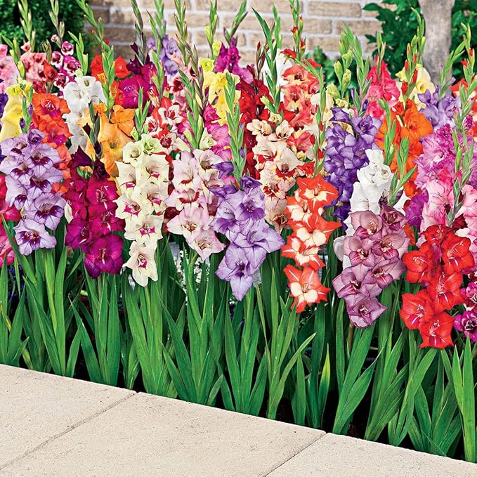 BRECK'S - Glamini® Gladiolus Summer Flowering Bulb Mixture - Grows just 20" Tall with Full-Size Flowers - 15 Bulbs Measuring 8 to 10 cm in Diameter per Offer
