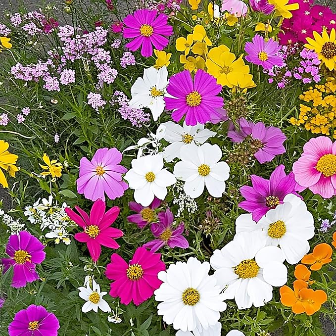Ferry Morse Flower Seeds - Monarch Butterfly Wildflower Mix, Non-GMO, Flower Mix - 1 lb
