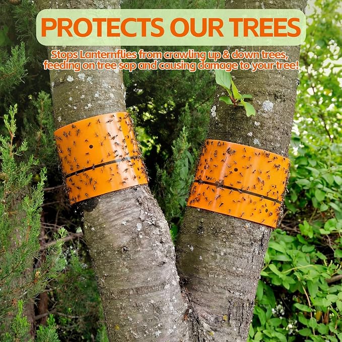 Qualirey 6 Rolls Spotted Lantern Fly Traps 30 Feet Each Roll Fly Tree Trap Sticky Strips Outdoor Fruit Glue Strips Disposable Tape Indoor Paper Sheets for Protecting Trees (Orange)