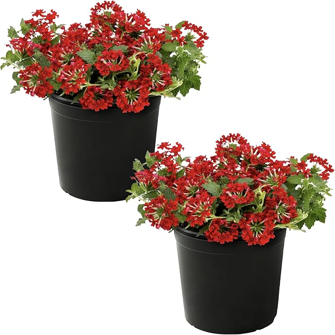 Live Flowering Verbena - Shades of Red (2 Plants Per Pack) - Healthy Flowering Plant - Beautiful Spring Color - 10" Tall by 5" Wide in 1Qt Pot