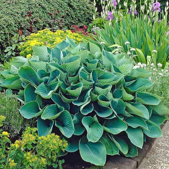 Francee Hosta - Shade Plant 24" Tall