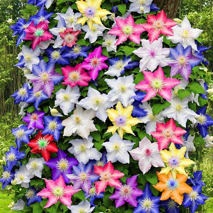 48+ Clematis Climbing Flower Seeds, Heirloom Perennial Vine for Trellis & Arbor, Butterfly & Pollinator Friendly, Ornamental Garden