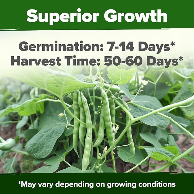 HOME GROWN Contender Bush Bean Seeds 56+ Heirloom Non-GMO, High Germination, Stringless Green Beans for Planting, Early Harvest, Emergency Food Supply, Fresh Eating & Canning (Phaseolus vulgaris)