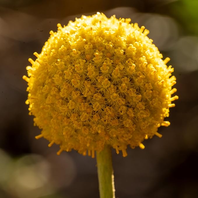 Plant Good Seed Organic Craspedia/Billy Buttons Seeds for Planting: Perennial Flower, Yellow Blossoms - 40 Seed Packet