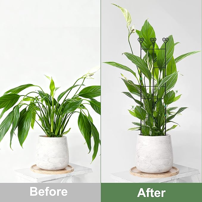 Coomin 2 Pack 32in Monstera Plant Support Stakes for Indoor Plants, Stackable Garden Trellis for Climbing Plants Indoor, Metal Plant Trellis for Potted Plants Pothos Philodendron