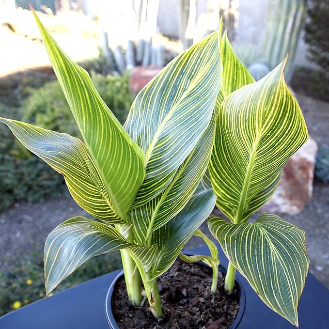 Variegated Canna Tropicana Lily 'Gold', Easy Cannas, Live Lilies for Garden, Striped Tropical Perennial Outdoor Plant, Blooms Orange & Yellow Flowers in 4 qt. Grower Pot by Plants for Pets