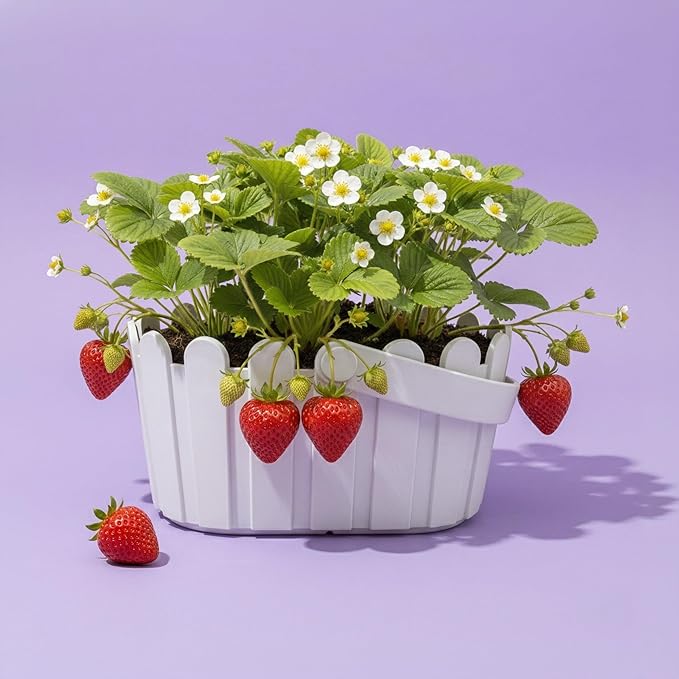 BUZZY Seeds Strawberry Grow Kit Large White Picket Fence Berry Basket with Grandian Strawberry Seeds, Indoor Plant Starter Kit, DIY Home Project Gardening Gift