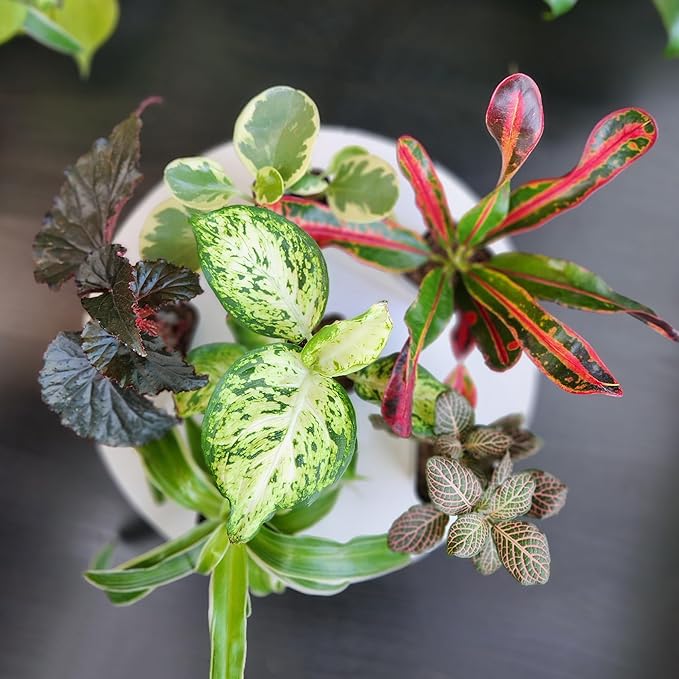 Tillandsia Air Plants Live Indoor Plants (75 Pack), Air Plants Bulk Party Favors or Wedding Favors Live Plants, Air Plant Lover Gifts, DIY Terrarium Kit, Air Succulents Plants Live by Plants for Pets