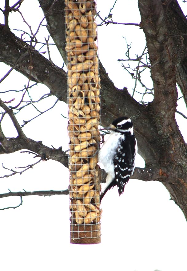 Backyard Birds Unlimited Cedar Whole in-Shell Peanut Outdoor Hanging Wild Bird Feeder Made in the USA-Medium 32" Inch