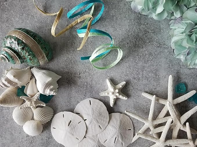 Tumbler Home Sand Dollars and Starfish for Crafts, 6 Real Starfish (4"-6") and 6 Sand Dollars (3"-3.5") in Bulk