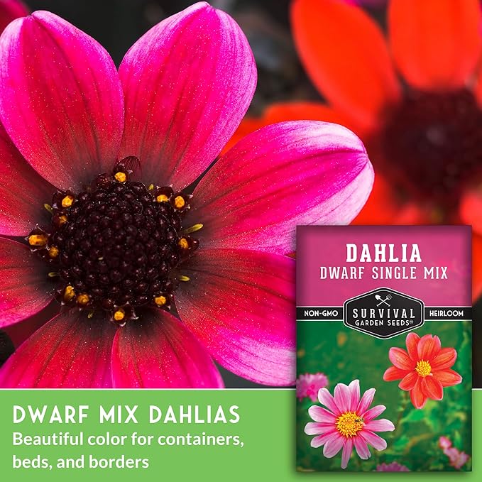 Dwarf Single Mix Dahlia Seeds for Planting - Compact Colorful Blooms for Beds, Borders & Containers - Easy-Grow Flower Variety - Heirloom Non-GMO - Survival Garden Seeds (5 Packs)