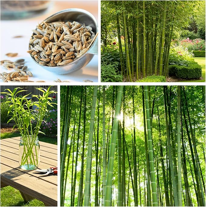 300+ Giant Bamboo Seeds for Planting - Exotic and Fast Growing Windbreak or Privacy Screen - Rapid-Growing Bamboo - Tall, Tropical Style