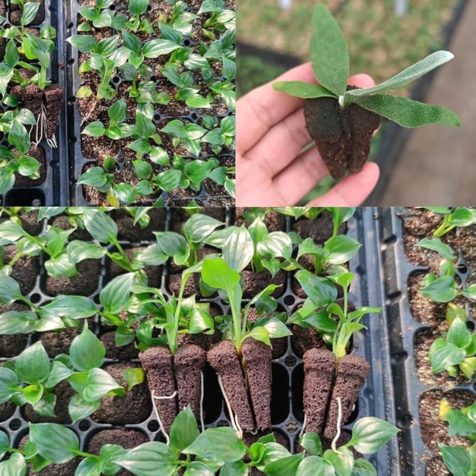 150pcs Expandable Plant Cloning Plugs, Compatible with 128/105 Hole Nursery Trays, Breathable Seedling Starter Plugs for Cloning, Transplanting and Cutting Propagation
