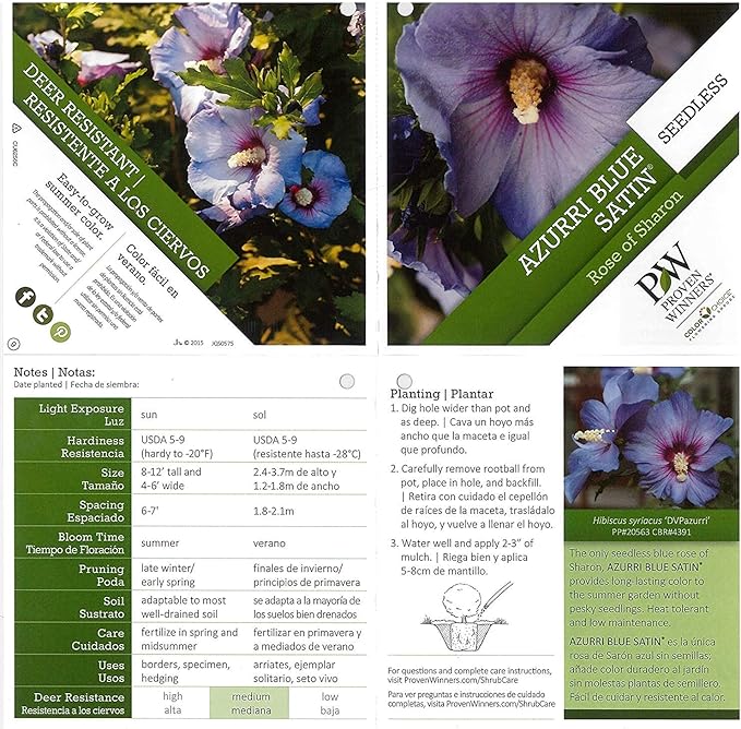 Proven Winners - Hibiscus syriacus Azurri Blue Satin (Rose of Sharon) Shrub, blue w/ red flowers, #3 - Size Container