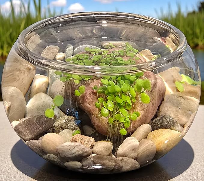 Mini WaterPlants - Create Your Own Soothing Aquasacape Starter Kit, Indoor Plant Glass Globe Terrariums with Complete Supplies, Just Add Water!