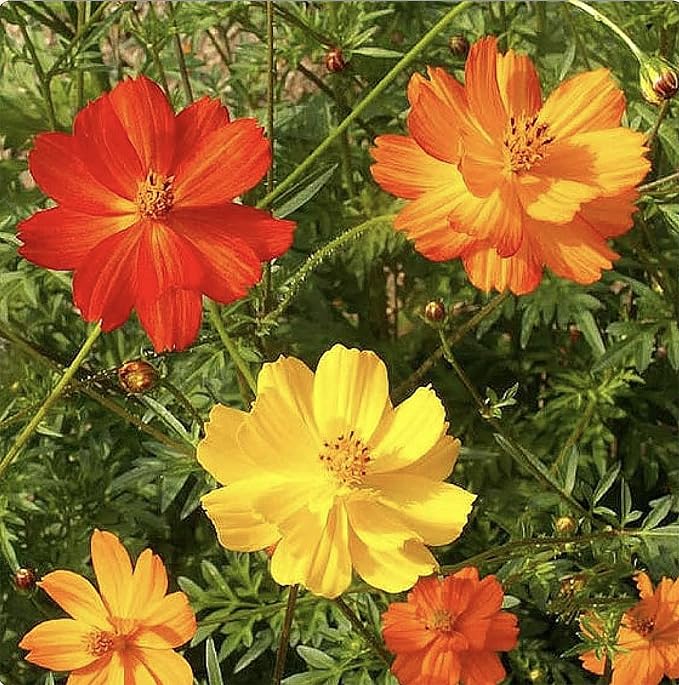 1000 Bright Lights Cosmos Seeds - Long Blooming Period in All Zones - 3' - 5' and up to 7 Feet Tall - Long Blooming Season - Easy to Grow