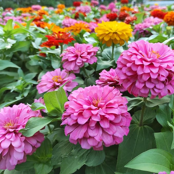 LUOJIBIE Zinnia Seeds for 2026, California Giant Zinnia Seeds Bulk, 15,000+ Double Dahlia Zinnia Mixed Color Seeds, Flower Seeds for Planting Outdoor Garden, Non-GMO Heirloom, Easy to Grow