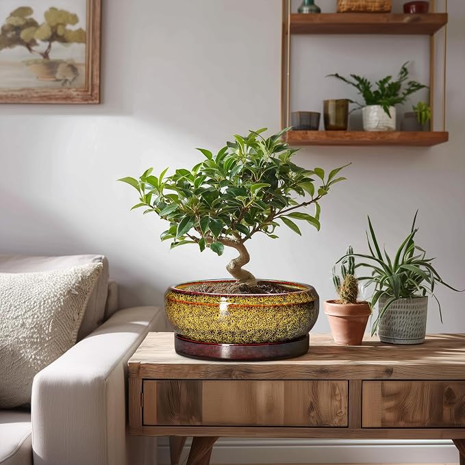 Succulent Planters 8 Inch - Ceramic Bonsai Pots with Drainage Hole and Tray, Shallow Plant Pot Indoor Outdoor, Round Succulent Pots, Planter Bowl, Porch Decor, Housewarming Gifts, Yellow