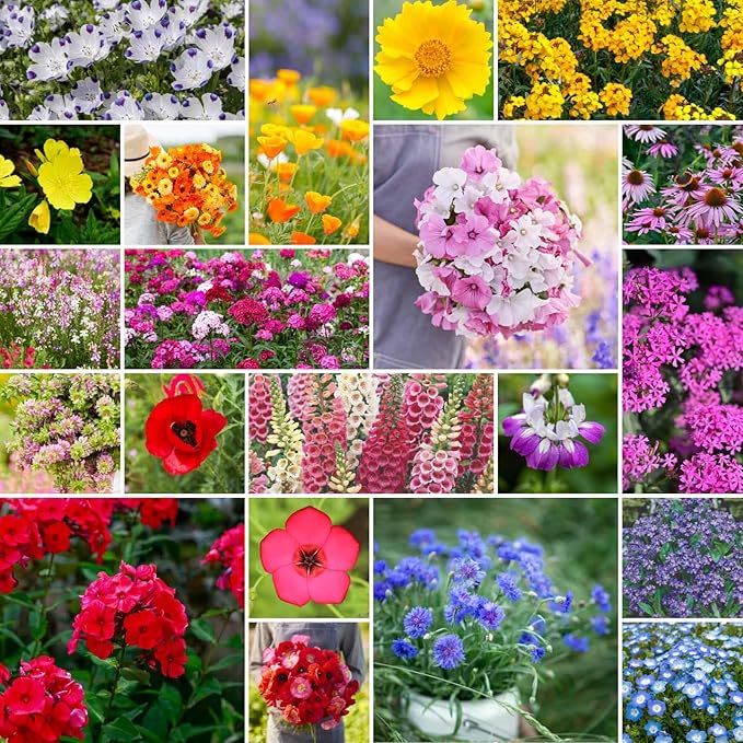 Eden Brothers Partial Shade Wildflower Mixed Seeds for Planting, 25 lb, 12,000,000+ Seeds with Sweet William, Foxglove | Attracts Pollinators, Plant in Spring or Fall, Zones 3, 4, 5, 6, 7, 8, 9, 10