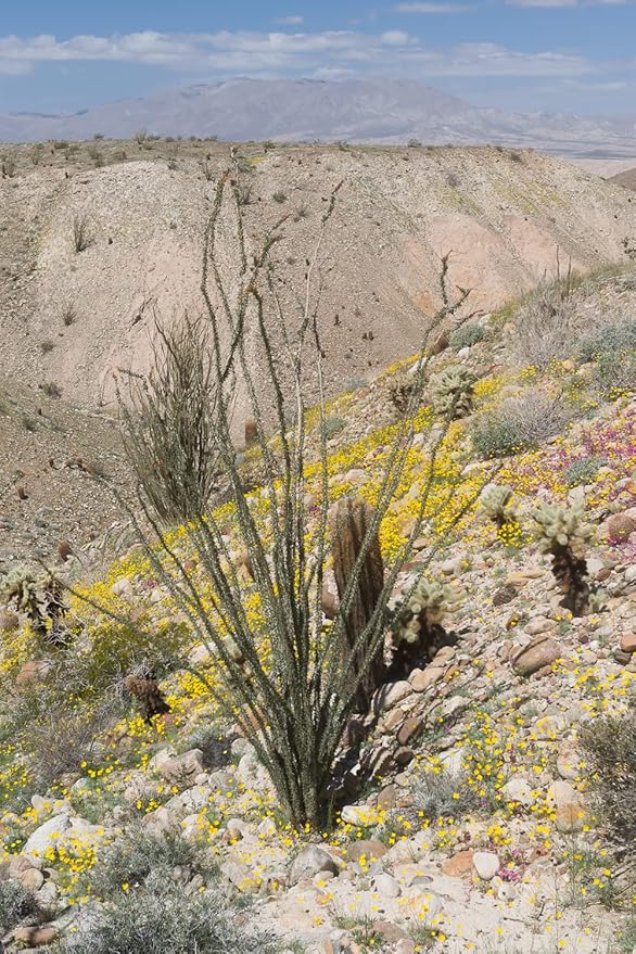 Desert Garden Seed Starter Kit - Grow Your Own Oasis with 10 Desert Cactus, Wildflowers, and Plants