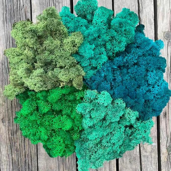 Preserved Reindeer Moss Natural Green DIY Kit Gardenning Art Wall Decor Florist Decor Easter Table Decor Wedding