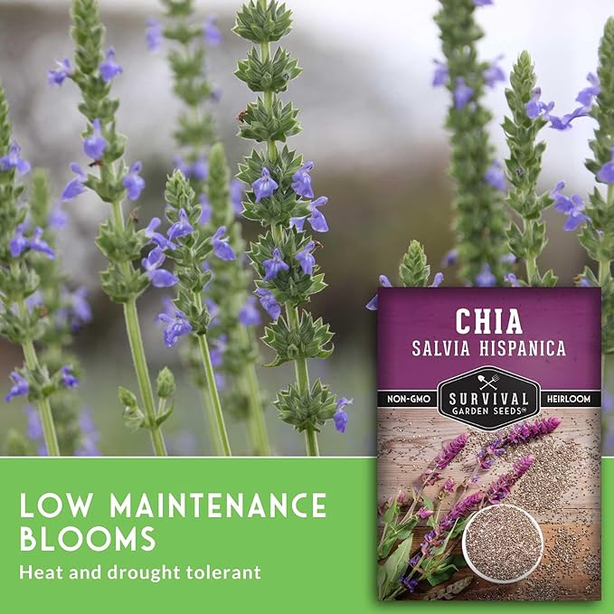 Chia Seeds for Planting – Mexican Salvia Hispanica Herb for Edible Seed Harvest and Ornamental Garden Flowers – Heirloom, Non GMO Variety –Survival Garden Seeds (1 Pack)