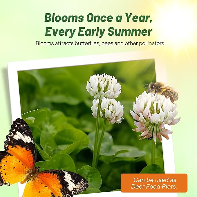 Outsidepride Perennial White Dutch Clover Seed - 40 lbs. Nitrocoated, Inoculated for Lawn Alternative, Erosion Control, Food Plots, Ground Cover, & Pasture Mixtures in USDA Zones 3-10