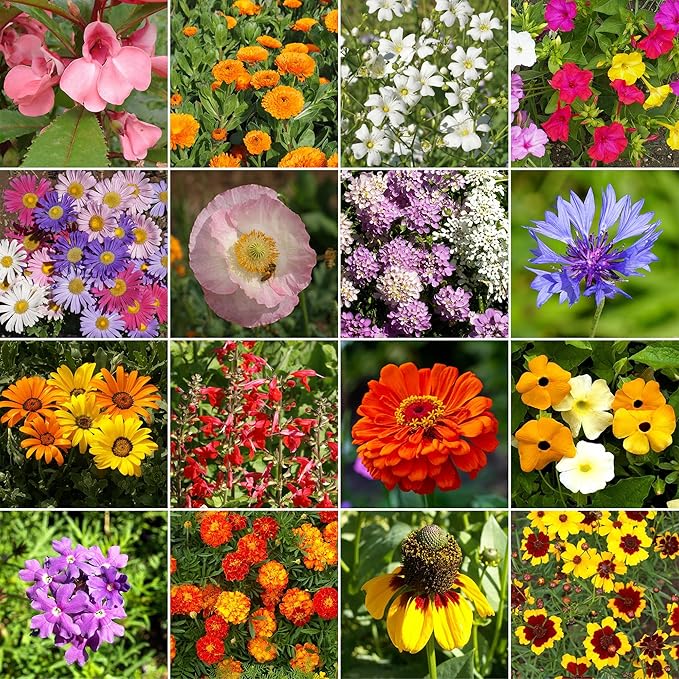 Ferry-Morse Wildflower Seeds - Hot, Dry Annual, Non-GMO, Cut Flower Mix, Full Sun - 1 lb