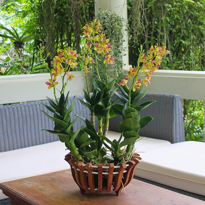 2 Rustic Specialist Orchid Baskets with Hangers for Outdoors, Lotus Flower Shape, 1 is 10 Inches Wide, 1 is 8 Inches, Orchid Tree Hanger