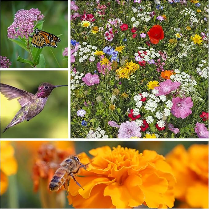 Wildflower Seeds Pollinator Collection - Includes 3 Premium Mixes: Save the Bees, Save the Monarchs, and Hummingbird & Butterfly - 15,000+ Wild Flower Seeds for Planting - Open Pollinated, Non-GMO