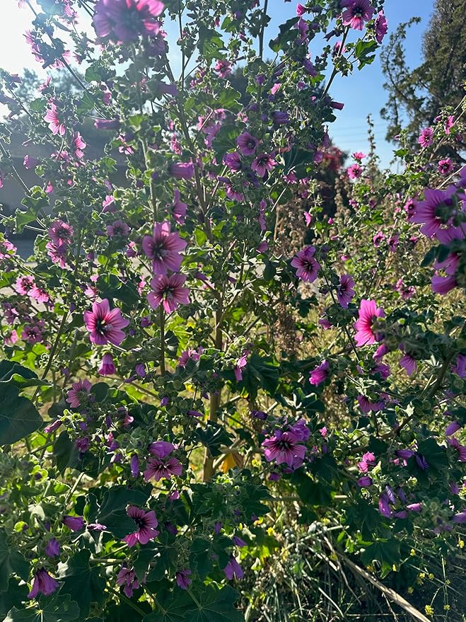 Plant Good Seed Common/Swedish Mallow Seed - Pack of 100 Heirloom Seeds for Planting Flowers - Gardening Supplies, Wildflower, Hollyhock, Herb Garden - Non-GMO, Open Pollinated, from USA