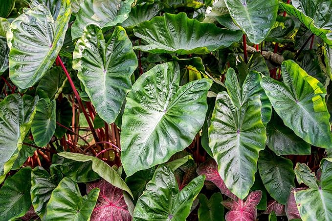 30pcs Purple Colocasia Seeds – Rare Elephant Ear Plant for Planting, Bold Tropical Foliage, Easy to Grow Indoors or Outdoors, Decorative Garden Plant for Pots, Borders & Landscapes