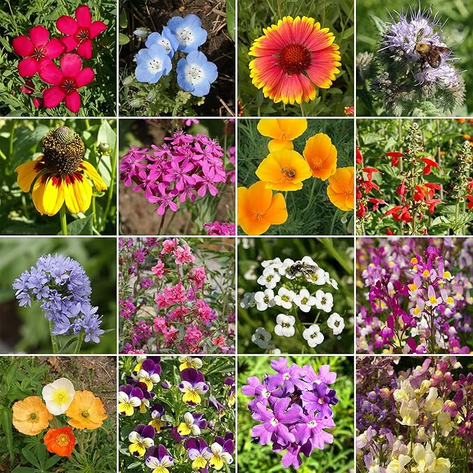 Ferry Morse Wildflower Seeds - Cool Season Mix, Non-GMO, Full Sun - 1 lb