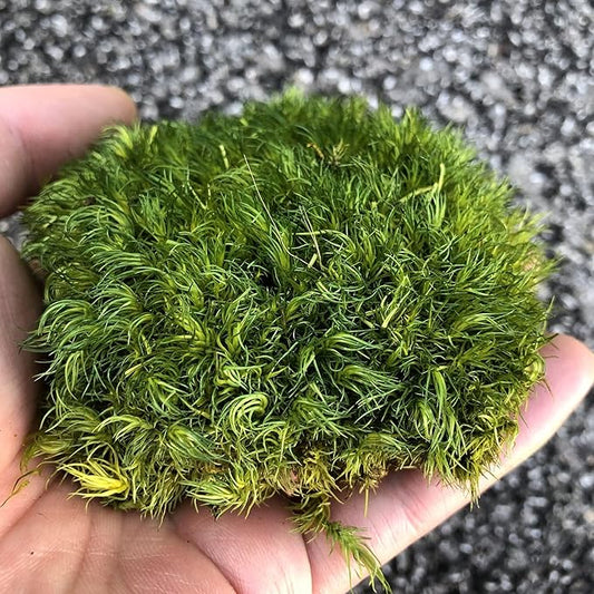 Preserved Pole Moss Pillow Bun Cushion Natural Decorative Real Natural Green DIY Kit Gardenning Art Wall Decor Florist Decor Easter Table Decor Wedding(1.5 sq.ft, Green-A)