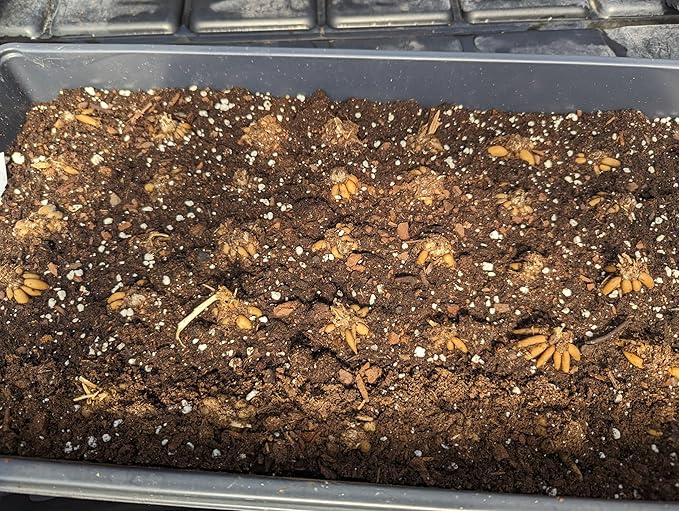 Ranunculus Bulbs Orange Mix (20 Bulbs) - Orange Shades Mix Ranunculus Bulb Corms - Large Bulbs, 8+ cm