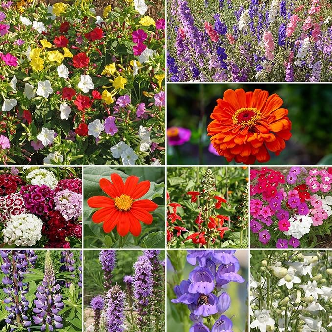 Ferry-Morse Flower Seeds - Hummingbird Mix, Non-GMO, Full Sun, Flower Mix - 1 lb